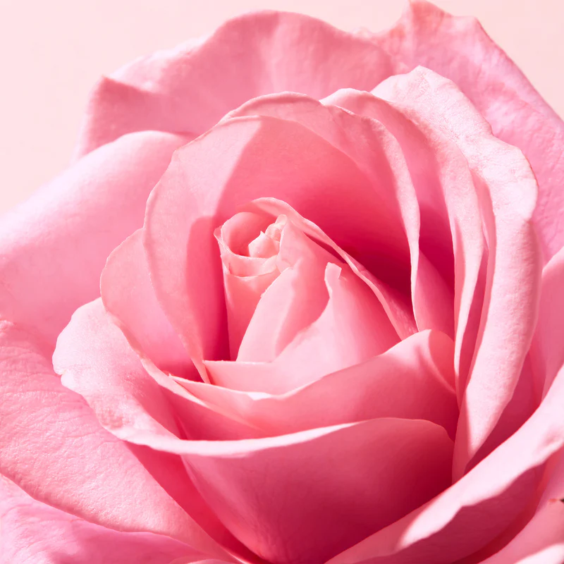Moisturizing Rose Lip Balm