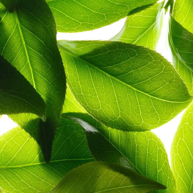 Toning-Firming Cream